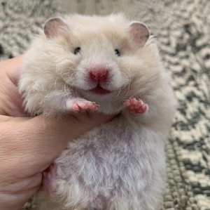 仓鼠家养长毛金丝熊卷毛学生好养小宠物波利纯银蜜色疫苗温顺活物