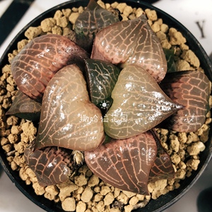 撒哈拉花园精品多肉植物粉玻璃康平寿一物一拍