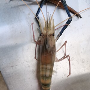 罗氏沼虾泰国大虾大头虾 鲜活冷冻水产淡水虾酒店烧烤自助2斤包邮