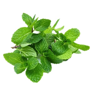薄荷叶新鲜食用薄荷西餐调酒摆盘装饰泡水泡茶留兰香500g