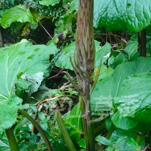 山紫菀 葫芦七大救驾荷叶七苗 盆栽地栽满50元包邮