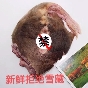 牛欢喜母牛新鲜