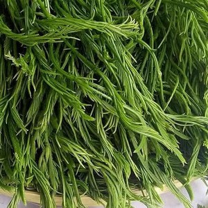 臭菜 云南羽叶金合欢1kg 帕哈德宏傣族野菜新鲜蔬菜版纳特产食用