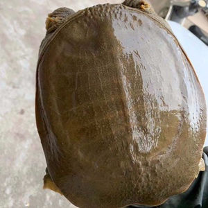 qq331512100淘宝甲鱼礼盒五香麻辣食用爽滑即食东平湖自然野生山东