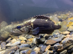 00张叶翎淘宝波纹鳜波纹鳜鱼 原生鱼 冷水鱼 观赏鱼 淡水凶猛鱼