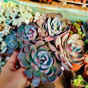 阿美星多肉植物老桩群生景天清棚处理盆栽巨肉全店凑满88包邮