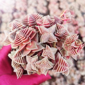 茜之塔多肉植物群生红色老桩景天特卖清棚处理全店凑满39.9包邮