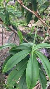 新鲜樟柳头 白石笋 广商陆 观音姜 山冬笋 横柯苗可以种植1棵