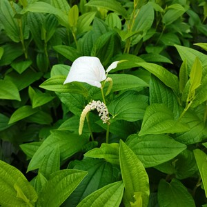 三白草盆栽白面姑白舌骨塘边藕庭院盆栽中药材水生植物