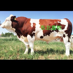 【冷冻牛精子】冷冻牛精子品牌,价格 - 阿里巴巴