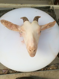 新鲜山羊羊头 江浙沪顺丰包邮