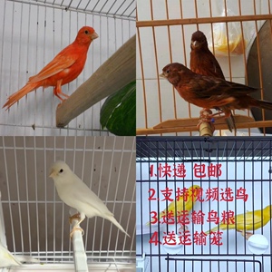 00t_1486462006413_0806淘宝鸟粮红色素蛋米软食红粉玉鸟增色鸟食