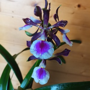 兰花-洋兰-树兰原生种-大头树兰芳香