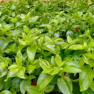 新鲜蔬菜田七叶菜三七穿心莲保健蔬菜500g农家自种蔬菜火锅凉拌