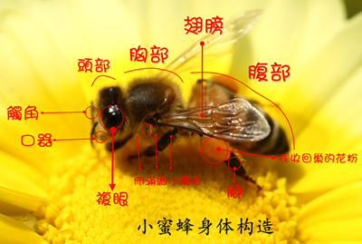 各种蜂子的图片名称图片