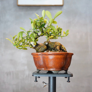 国内现货 邮费到付 亦盆栽 日本 小品盆景盆栽 苔圣园 矮霸金豆