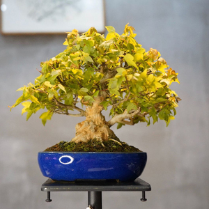 国内现货 邮费到付 亦盆栽 日本 小品盆景盆栽 矮霸唐枫