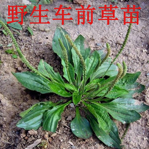 野生车前草苗 轮菜牛舌菜 盆栽植物蔬菜包饺子做菜吃现挖现卖包活