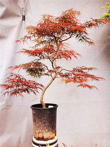 一物一拍日本红枫石榴红羽毛枫枫树小盆栽室内盆景植树节华程园艺