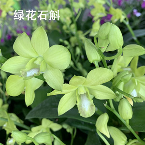 青苹果石斛兰兰花花卉室内窗台绿植秋季花卉好养易活带花苞花剑多