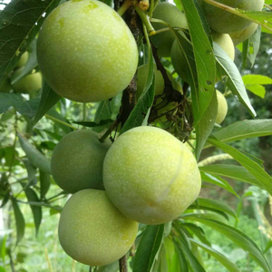 【李子四川3斤】李子四川3斤品牌,价格 - 阿里巴巴