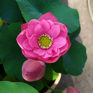 小型碗莲 荷花 醉湘云像微缩版本的瑰丽 小苗