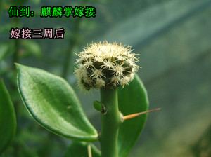 青叶木麒麟 嫁接砧木 嫁接仙人球小苗 蟹爪兰 嫁接易 接穗生长快