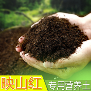 映山红专用土盆栽种植土盆景肥料泥土酸性沙土壤映山红专用营养土