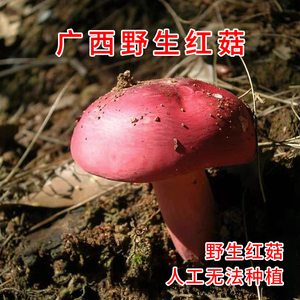 广西藤县深山野生正宗红菇孕妇月子吃的红蘑菇红椎菌新干货包邮