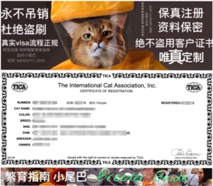 注册tica血统证书 tica猫舍 猫证书 tica证书 tica cfa猫舍注册