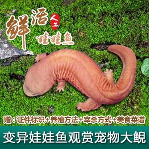 金色红色10厘米一条变异娃娃鱼纯色大鲵鱼苗观赏宠物鱼富贵鱼