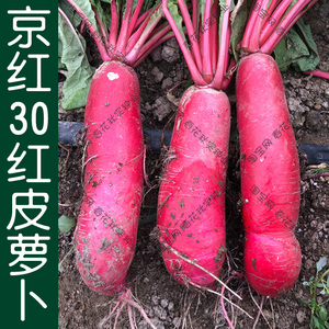 京红30红皮白肉水萝卜种子 春季播蔬菜籽 产量高易种植盆栽菜园孑