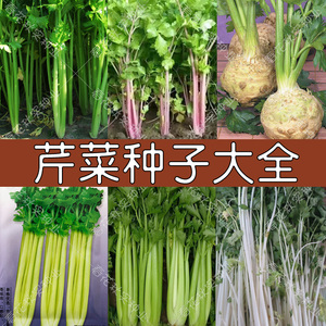 脆嫩四季小香芹芹菜种子 根芹鲍芹红白西芹王孑 春秋四季播蔬菜籽