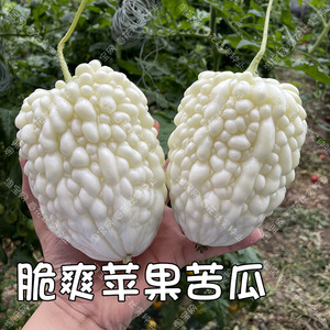 脆爽台湾苹果苦瓜种子 春夏秋四季播蔬菜籽 清脆多汁白水果高产孑