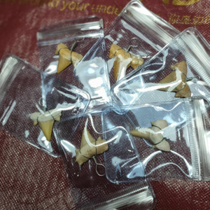 正宗黑赤鱬牙 可做吊坠 结印单独收费