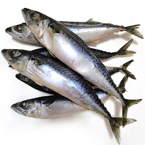 船冻鲐鱼