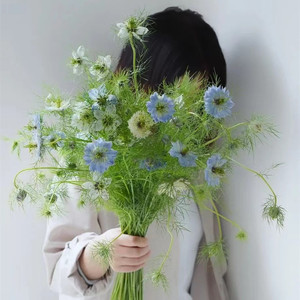 上海直发鲜花速递黑种草  江浙沪皖2扎顺丰包邮花艺 家用艺术插花