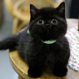 孟买田园猫橘猫纯黑田园猫幼猫纯白猫狸猫幼猫纯黑猫玄猫家猫幼崽