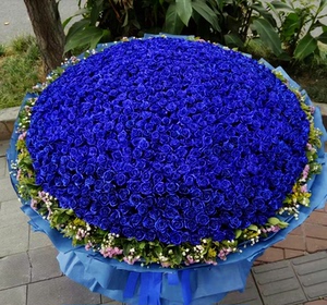 999朵蓝色玫瑰蓝色妖姬花束 生日鲜花速递北京同城送花上门店求婚