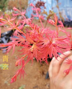 原生青玄枫树 枫树盆景中的佼佼者 花园庭院绿植 一物一拍