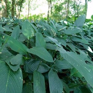 大粽子叶苗