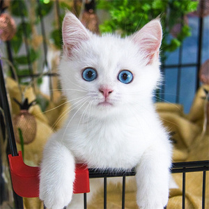 中华田园猫幼崽纯白