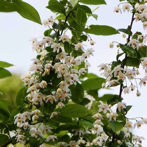 花之町 秤锤树安息香野茉莉多年生花灌木苗庭院树盆栽苗
