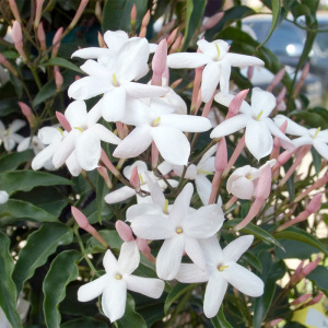 多花素馨盆栽阳台庭院爬藤浓香多年生植物带花苞发货屋檐的花园