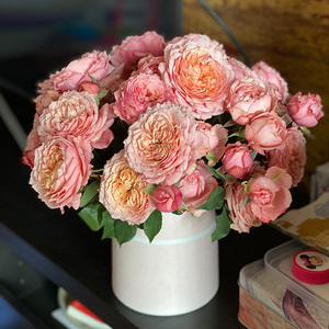 朱丽叶塔月季 切花月季多季节开花四季丰花果香花卉