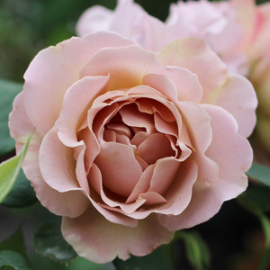 超新品思念月季盆栽花苗阳台庭院高级复古色切花耐热耐寒抗病直立