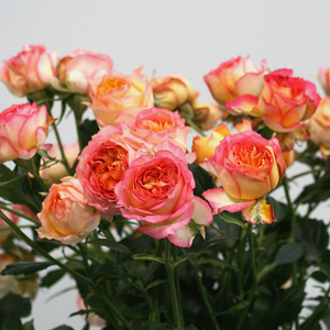 欧月浪漫玫瑰面纱四季开花阳台庭院月季盆栽