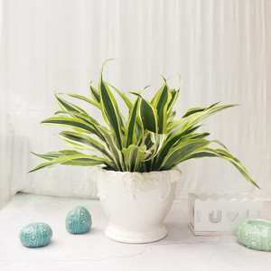 巴西美人铁室内观叶盆栽彩叶植物办公室绿植吸甲醛净化空气包邮