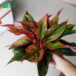 万年红粗肋草盆栽花叶万年青彩叶植物客厅办公室绿植花卉一盆3株图片