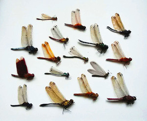 00hudiefuren8淘宝蜻蜓豆娘标本真蜻蜓昆虫标本科普教学用品生物